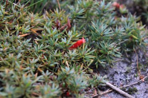 red-cranberry-heath-flower-shown -from-side