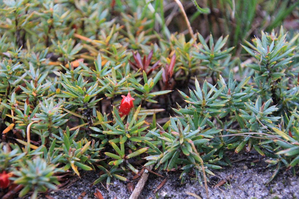 red-cranberry-heath-flower-shown-from-end-with-star-shaped-opening