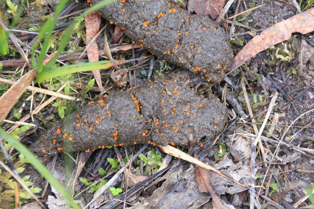 Eyelash-Fungi-on-animal-Scat