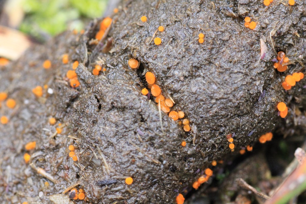 Eyelash-fungi-on-animal-scat