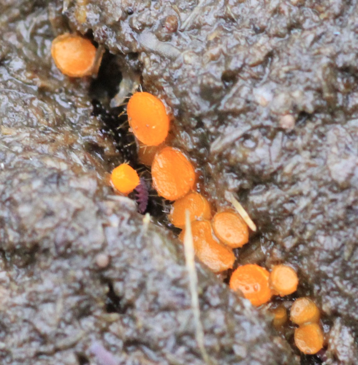 Eyelash Fungi (Scutellinia scutellata) on Animal&nbsp;Scat