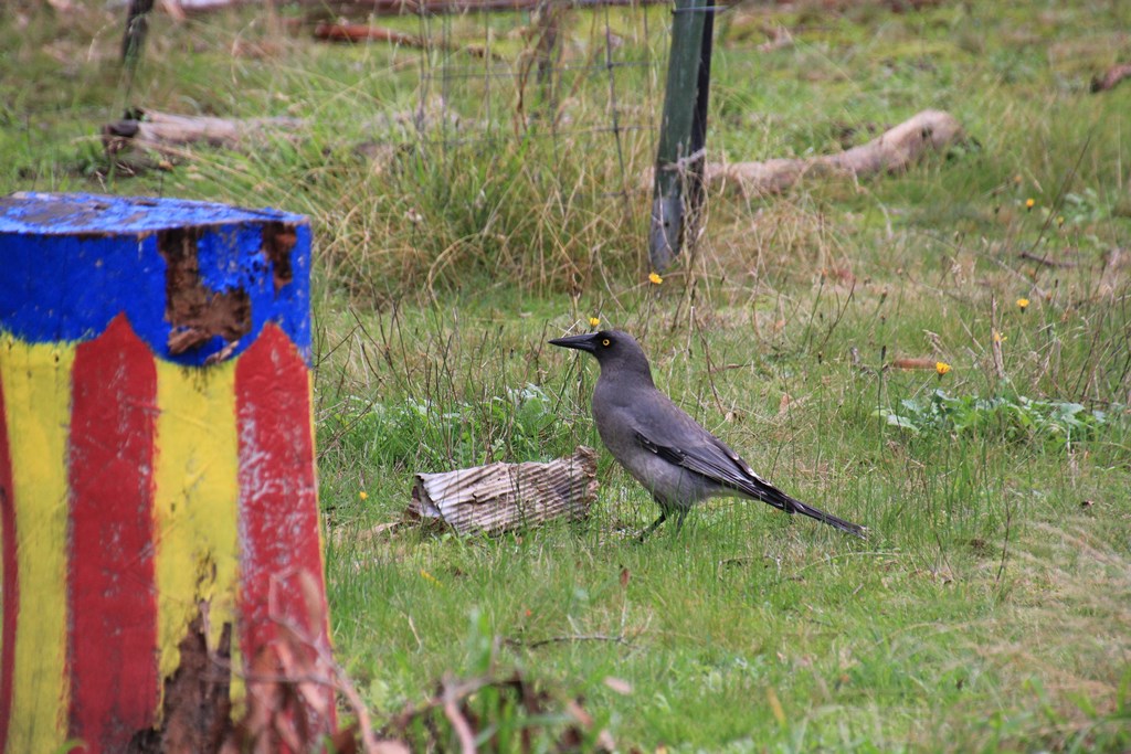 Grey Currawong with Cardboard