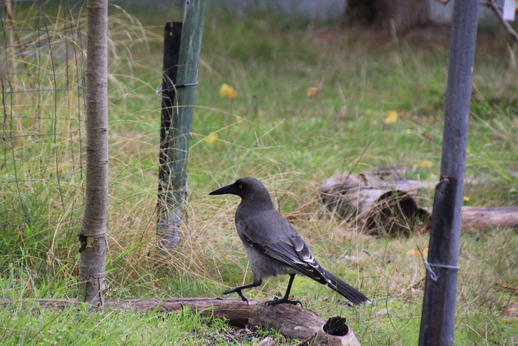 Grey Currawong (Strepera&nbsp;versicolor)