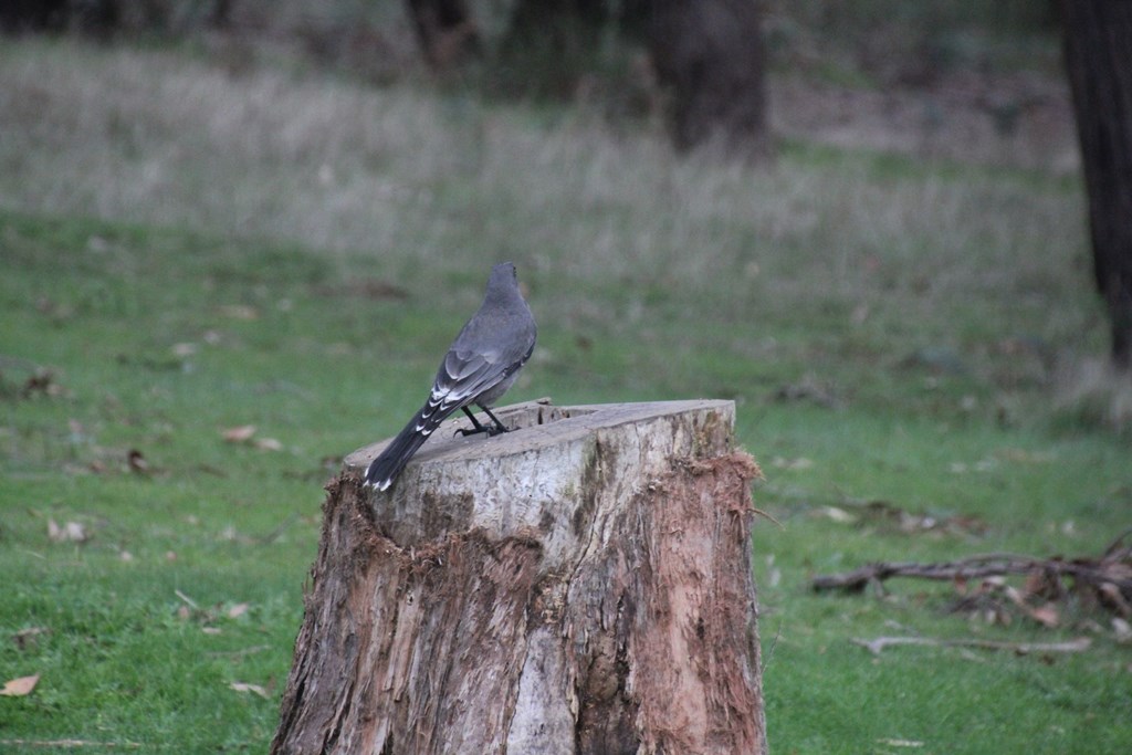 Grey Currawong on Stump