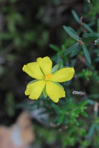 Yellow-guinea-flower-in-bloom-with-green-leaves