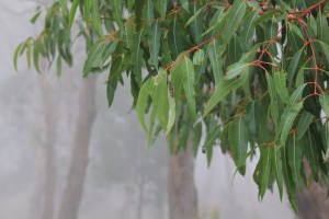 Gum Leaves With Fog