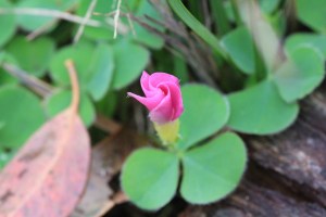 pink-oxalis-flower-and leaves-Large-flowered-wood-sorrel