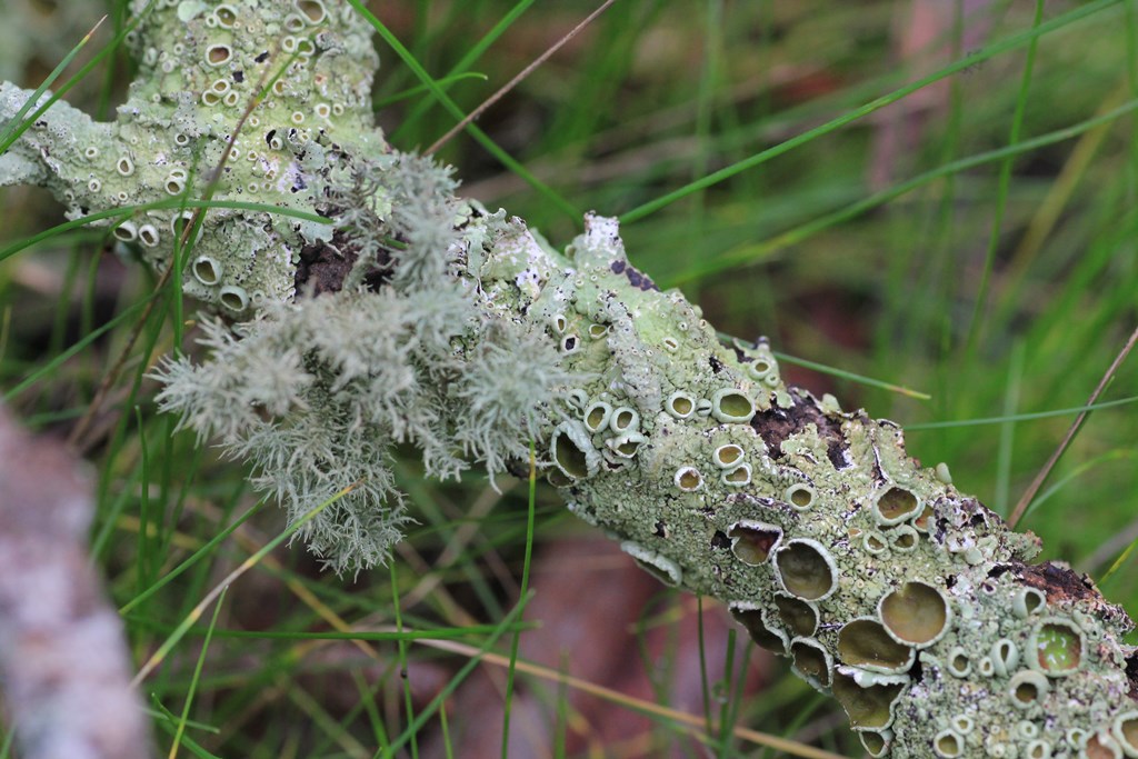 Branch-with pale-grey-green-lichen