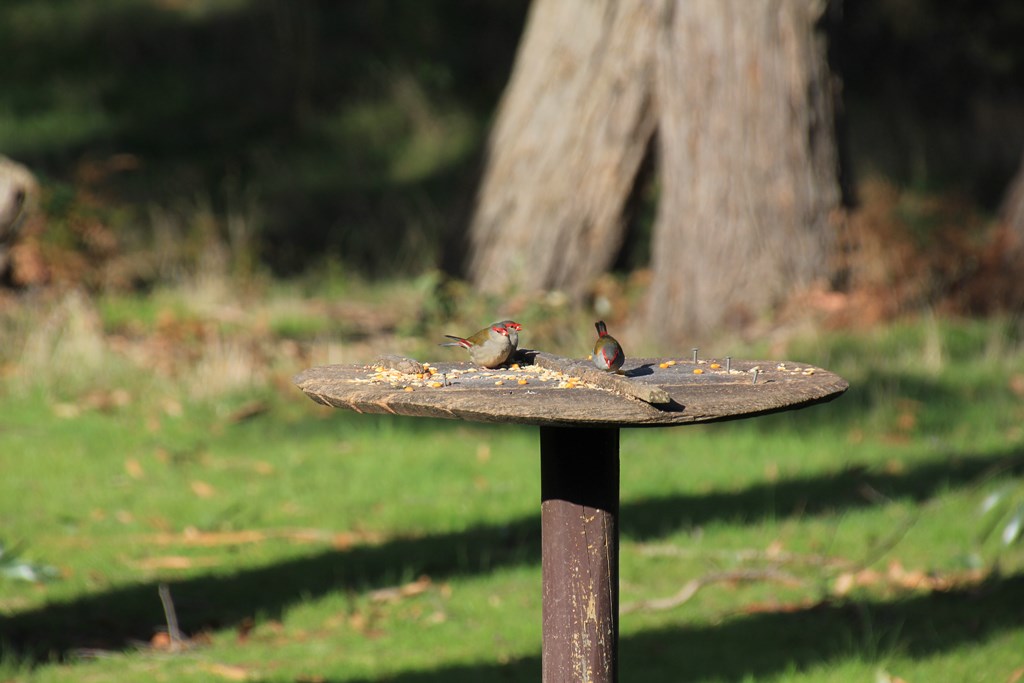 Red-Browed Finch (Neochmia&nbsp;temporalis)