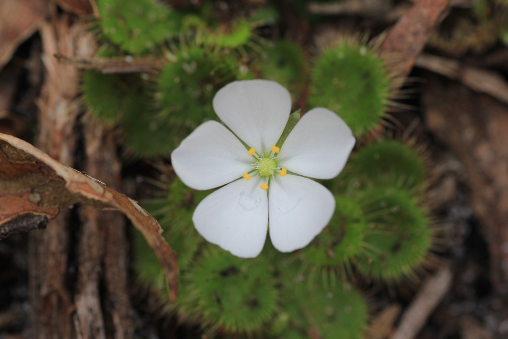 White-Scented-Sundew-flower-showing-stamens-and-leaves