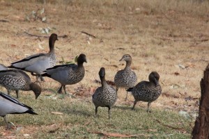 Family-of Australian-wood-duck