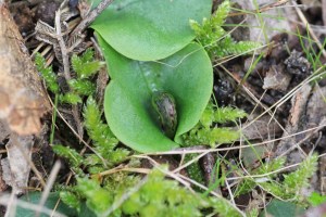 helmet-orchid-bud-with-moss