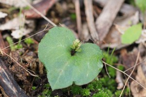 orchid-leaf-and-bud-on-forest-floor