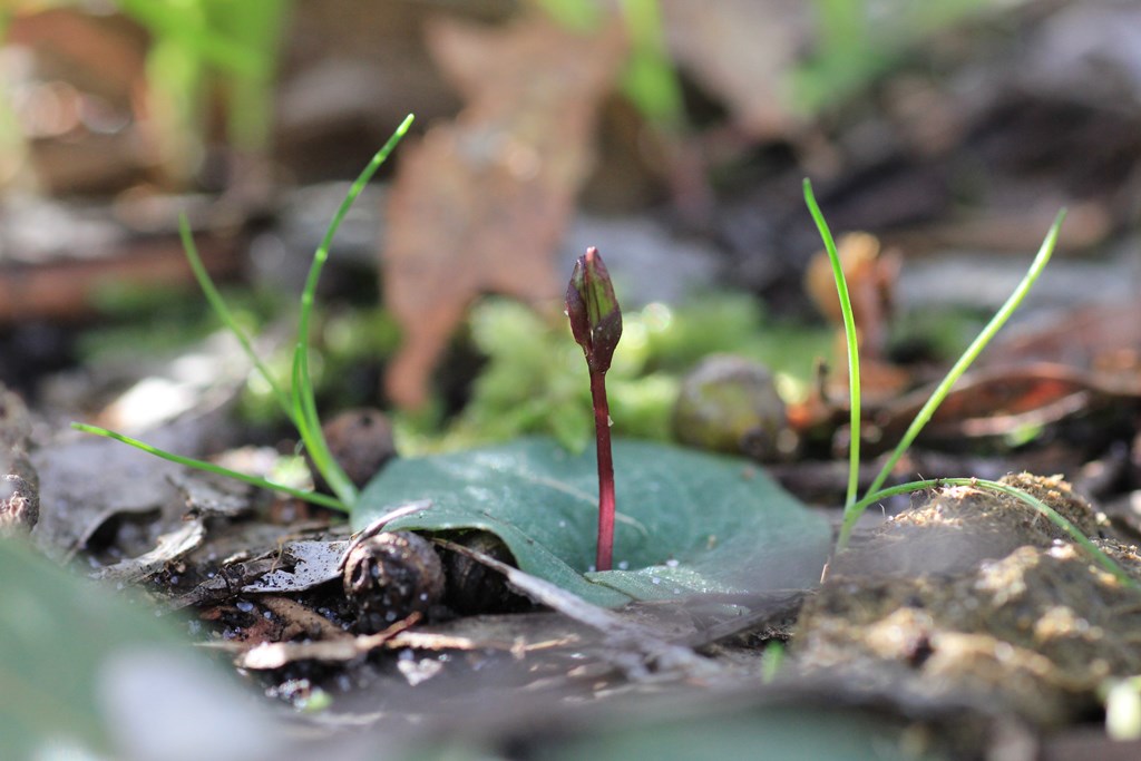 gnat-orchid-bud-on-green-leaf