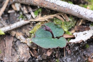 mayfly-orchid-bud-on-heart-shaped-leaf