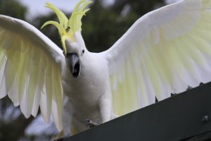 Cockatoo-with-crest-and-wings-showing