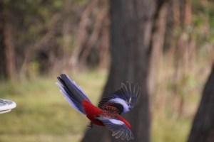 crimson-rosella-in-flight