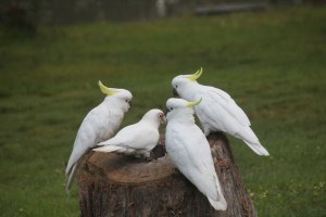 Corella-with-Cockatoos-on-tree-stump