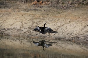 Darter-dries-its-wings-on-dam-shore