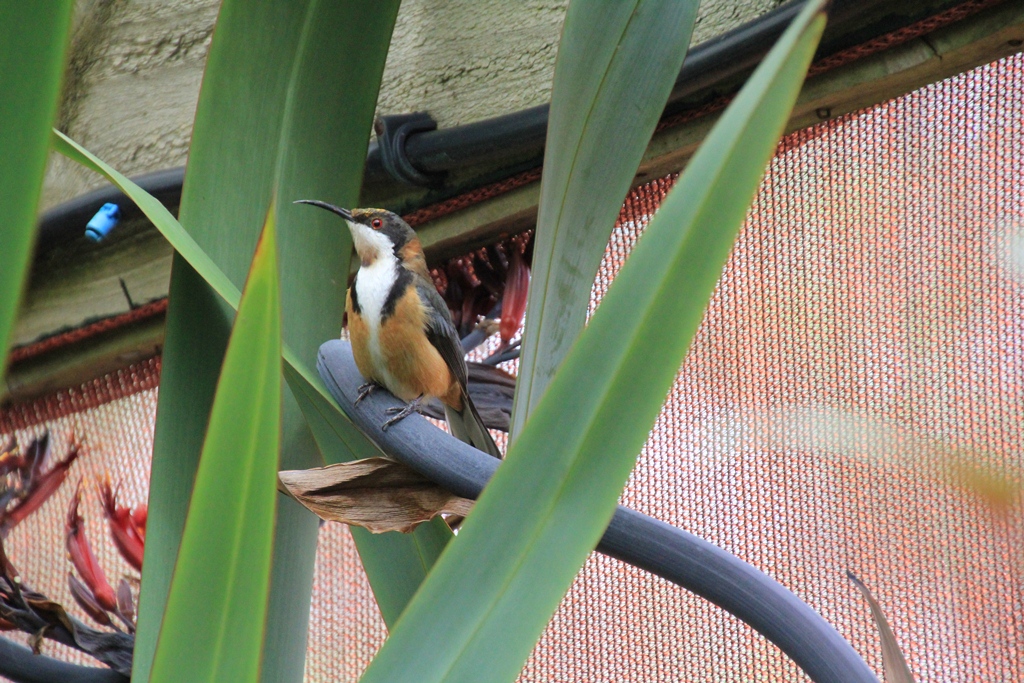 A Gallery of Favourite Shots 1:&nbsp;Birds