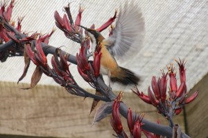 Eastern- Spinebill--with-succulent-flowers