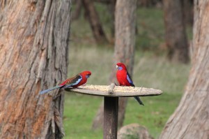 Two-Crimson-Rosella-sitting-on-a-bird-feeder