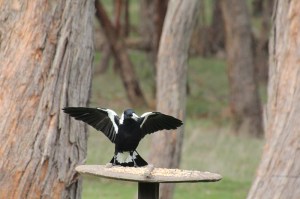Australian-Magpie-with-wings-spread-on-bird-feeder