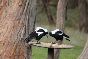 Two-Australian-Magpies-looking-at-each-other-on-bird-feeder