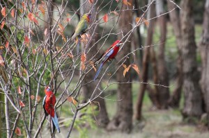 Bare-branched -tree-with-family-of-Crimson-Rosella