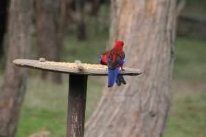 Two-adult-Crimson-Rosella-on-bird-feeder