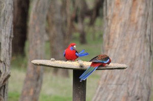 Two-adult-Crimson-Rosella-on-bird-feeder