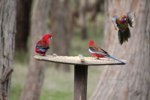 Crimson-Rosella-in-flight-at-bird-feeder