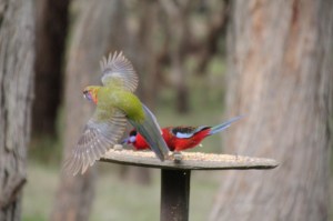Young-green-Crimson-Rosella-in-flight.