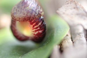 veined-edge-of-opening-helmet-orchid