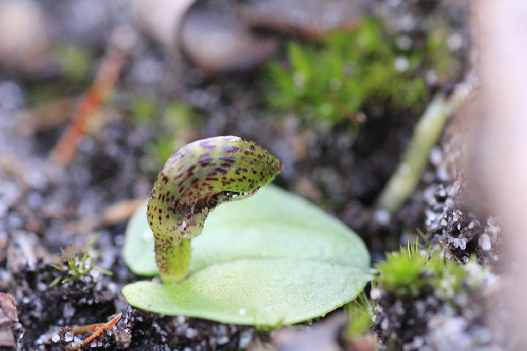 helmet-orchid-bud-viewed-from-side