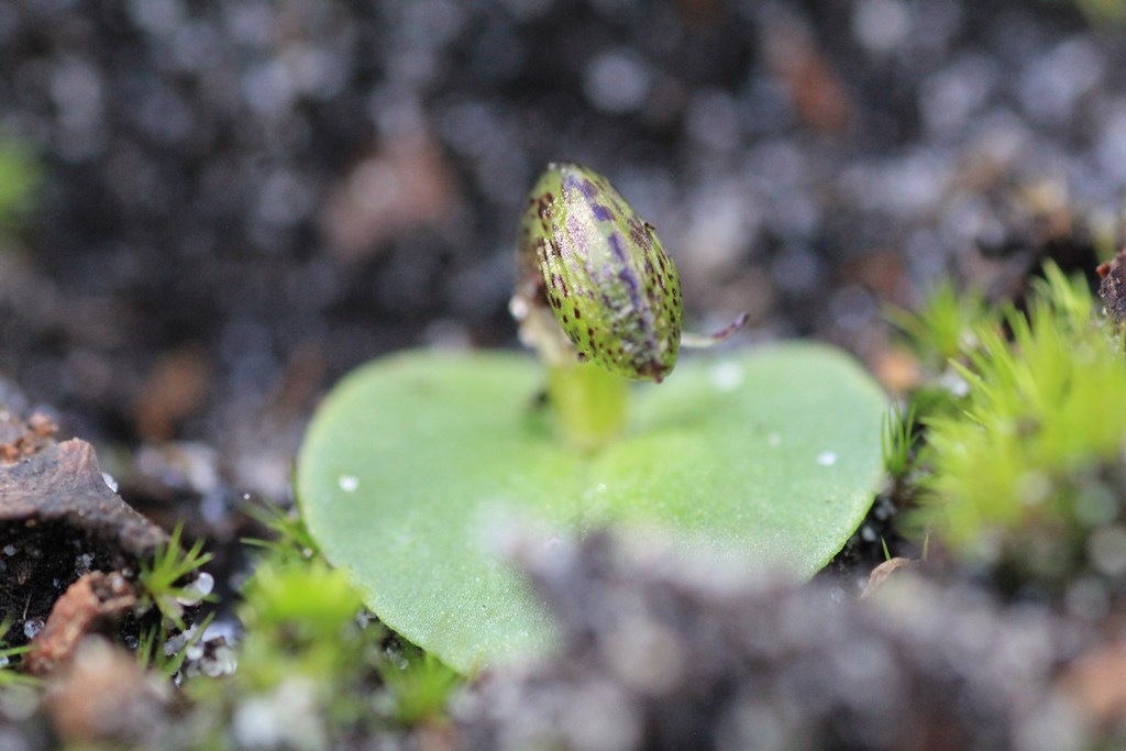 helmet-orchid-bud-viewed-from-above