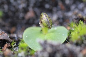 helmet-orchid-bud-viewed-from-above