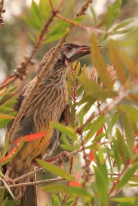 injured-red-wattle-bird-in-tree