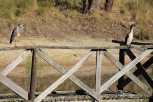 pied-cormorant-and-white-faced-heron-on-jetty