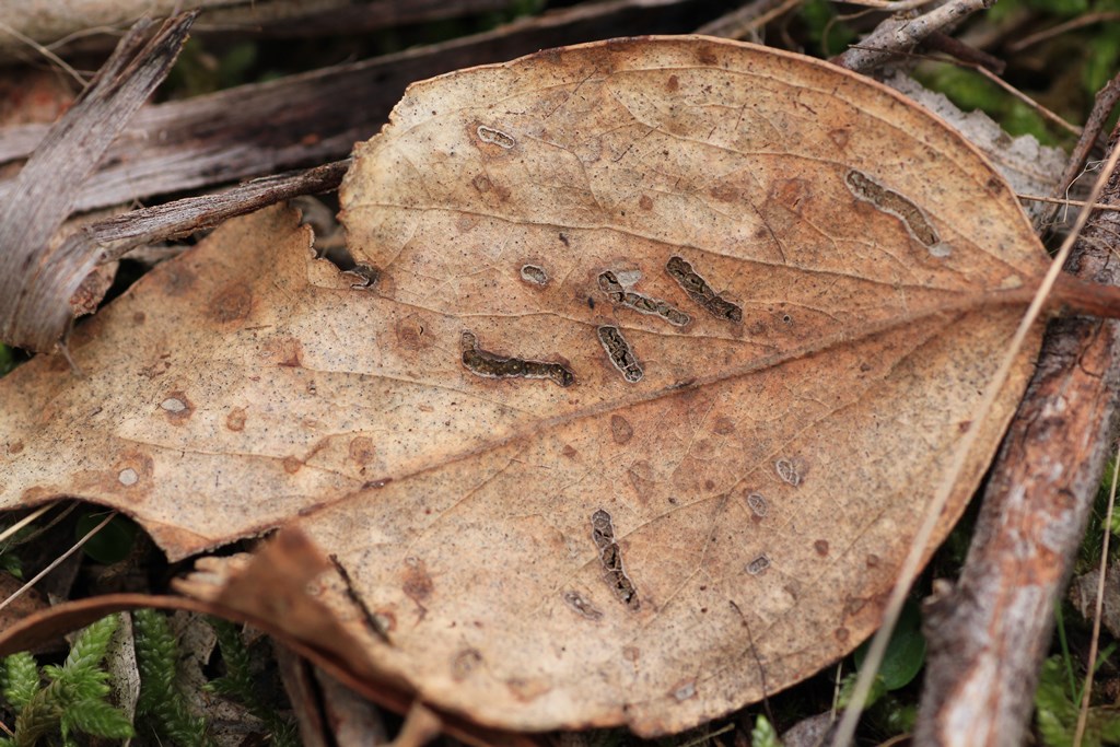 dry-leaf-on-ground-with-insect-marks
