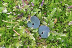 two-terrestrial-orchid-leaves-on-moss-covered-ground