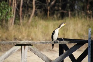 pied-cormorant-sitting-on-jetty