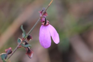 Pink-bells-flower-and-buds-hanging-from-stem