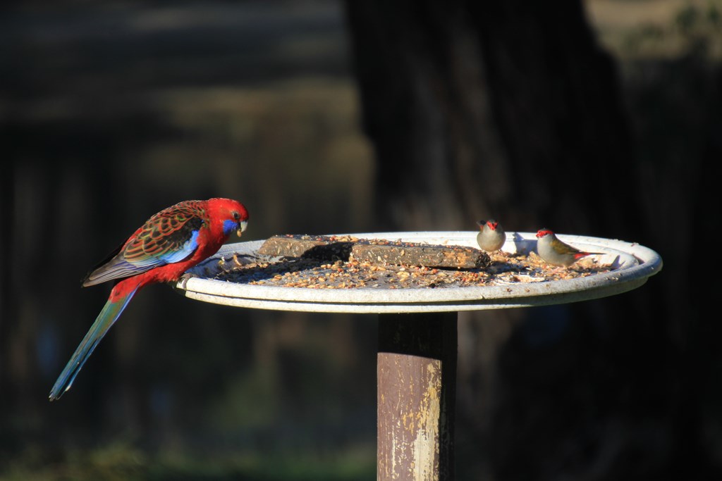 Red-browed-Finches-eating-seed-on-bird-feeder