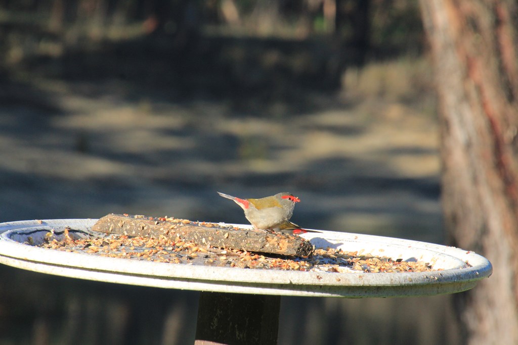A Better Look at the Red-browed&nbsp;Finches