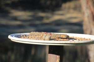 Red-browed-finches-watching-the-photographer