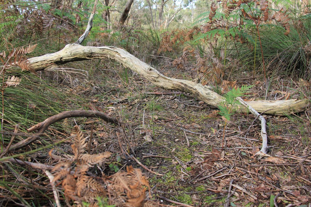 forest-floor-showing-fallen-branch-and-native-grasses