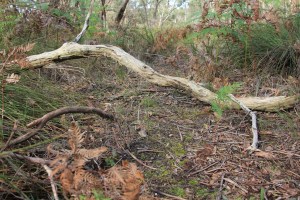 forest-floor-showing-fallen-branch-and-native-grasses