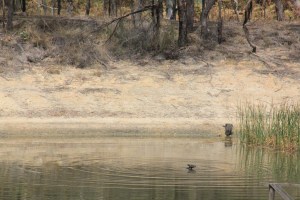 Swamp-Wallaby-in-dam-with-head-above-water