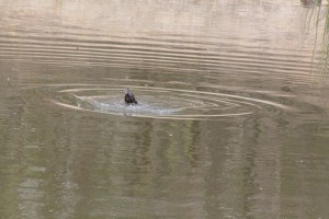 A-Swamp-Wallaby-struggles-to-stay-afloat